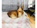 Collie DOG FOR ADOPTION RGADN-1220950 - Vince - Collie (long coat) Dog For