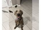 Weimaraner DOG FOR ADOPTION RGADN-1220951 - GOOSE - Weimaraner (short coat) Dog