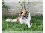 Collie DOG FOR ADOPTION RGADN-1220952 - Titan - Collie (long coat) Dog For