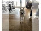 Mix DOG FOR ADOPTION RGADN-1220957 - Momo - White German Shepherd (long coat)