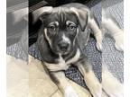 Black Mouth Cur Mix DOG FOR ADOPTION RGADN-1220982 - Tangelo - Black Mouth Cur /