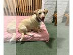 Basset Hound-Labrador Retriever Mix DOG FOR ADOPTION RGADN-1220986 - Toby -