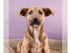 Labrenees DOG FOR ADOPTION RGADN-1220991 - Cutest Currency - Rand - Great