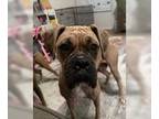 Boxer DOG FOR ADOPTION RGADN-1221004 - Corinne - Permanent Foster - Boxer Dog