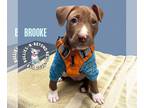 American Staffordshire Terrier Mix DOG FOR ADOPTION RGADN-1221005 - Brooke -