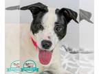 Pointer Mix DOG FOR ADOPTION RGADN-1221007 - Suzie - Pointer / Mixed Dog For