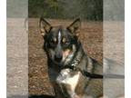 German Shepherd Dog-Huskies Mix DOG FOR ADOPTION RGADN-1221021 - Monterey -