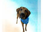 Plott Hound DOG FOR ADOPTION RGADN-1221028 - STROUD - Plott Hound (medium coat)