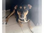 Sheprador DOG FOR ADOPTION RGADN-1221034 - Momma Birdie (SP) - Labrador