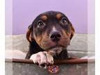 English Foxhound-Miniature Pinscher Mix DOG FOR ADOPTION RGADN-1221036 - Mama