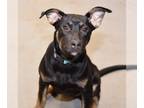 American Staffordshire Terrier-Huskies Mix DOG FOR ADOPTION RGADN-1221038 - Mama