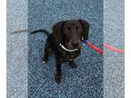 Treeing Walker Coonhound Mix DOG FOR ADOPTION RGADN-1221049 - Buu - Treeing