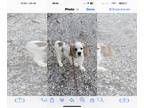 Cocker Spaniel DOG FOR ADOPTION RGADN-1221053 - Kalvin - Cocker Spaniel (medium