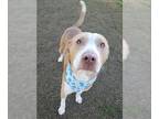 American Pit Bull Terrier Mix DOG FOR ADOPTION RGADN-1221077 - *LOVEBUG - Pit