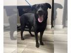 Shepradors DOG FOR ADOPTION RGADN-1221087 - JOEY - Labrador Retriever / German