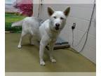 Siberian Husky Mix DOG FOR ADOPTION RGADN-1221091 - ALLIE - Siberian Husky /