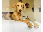 Labrador Retriever DOG FOR ADOPTION RGADN-1221102 - Athena - Labrador Retriever