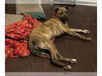 Labrador Retriever-Plott Hound Mix DOG FOR ADOPTION RGADN-1221107 - Lindsey -