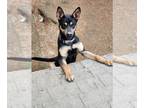 German Shepherd Dog Mix DOG FOR ADOPTION RGADN-1221115 - Booker - German