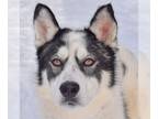 Mix DOG FOR ADOPTION RGADN-1221132 - Polar - Husky (short coat) Dog For