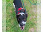 Boston Terrier Mix DOG FOR ADOPTION RGADN-1221154 - Jason - Boston Terrier /