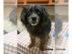 Poodle (Miniature) Mix DOG FOR ADOPTION RGADN-1221156 - Jenna - Poodle