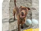 Chocolate Labrador retriever Mix DOG FOR ADOPTION RGADN-1221171 - Kilo LAB GCH -