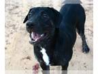 Basset Hound-German Shepherd Dog Mix DOG FOR ADOPTION RGADN-1221182 - DALE -