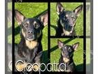 German Shepherd Dog DOG FOR ADOPTION RGADN-1221198 - CLEOPATRA - German Shepherd