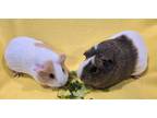 Adopt Merry and Pippin a Guinea Pig