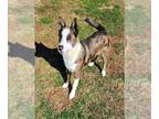 Catahoula Leopard Dog Mix DOG FOR ADOPTION RGADN-1221200 - DELTA - Catahoula