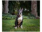 American Pit Bull Terrier-Great Dane Mix DOG FOR ADOPTION RGADN-1221216 - Vito -