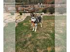 Mix DOG FOR ADOPTION RGADN-1221224 - Noel - Husky (medium coat) Dog For