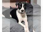 American Pit Bull Terrier-Great Dane Mix DOG FOR ADOPTION RGADN-1221225 - Roscoe