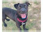 Basset Hound-Labrador Retriever Mix DOG FOR ADOPTION RGADN-1221234 - BAXTER BO -