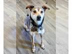 Feist Terrier-German Shepherd Dog Mix DOG FOR ADOPTION RGADN-1221237 - Acacia -