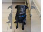 Great Dane-Labrador Retriever Mix DOG FOR ADOPTION RGADN-1221242 - Bahament -