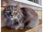 Adopt Haley a Domestic Long Hair, Domestic Short Hair