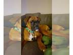 Boxer DOG FOR ADOPTION RGADN-1221245 - Rowdy *Adoption Pending* - Boxer (short