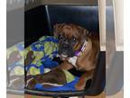 Boxer DOG FOR ADOPTION RGADN-1221250 - Clyde *Adoption Pending* - Boxer (short