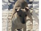 Rat Terrier-Whippet Mix DOG FOR ADOPTION RGADN-1221251 - W Pearl - Rat Terrier /
