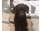 Labrador Retriever Mix DOG FOR ADOPTION RGADN-1221252 - Farm Calla - Labrador