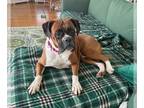 Boxer DOG FOR ADOPTION RGADN-1221258 - Grace *Adoption Pending* - Boxer (short
