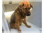 Chow Chow-German Shepherd Dog Mix DOG FOR ADOPTION RGADN-1221267 - SCARR - Chow