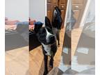 Bull Terrier Mix DOG FOR ADOPTION RGADN-1221275 - Edgar Allen - Bull Terrier /