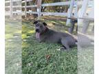 American Pit Bull Terrier DOG FOR ADOPTION RGADN-1221287 - Duke - American Pit