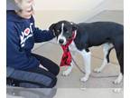 Borador DOG FOR ADOPTION RGADN-1221304 - Keystone (In Foster) - Border Collie /