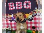 Labrador Retriever Mix DOG FOR ADOPTION RGADN-1221317 - Cooper (NY-Kara)