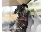 Great Dane DOG FOR ADOPTION RGADN-1221338 - Buddy - Great Dane Dog For Adoption