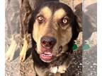 German Shepherd Dog Mix DOG FOR ADOPTION RGADN-1221344 - Puppy LAW Samson -